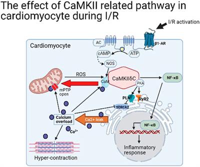 CaMKII in Regulation of Cell Death During Myocardial Reperfusion Injury